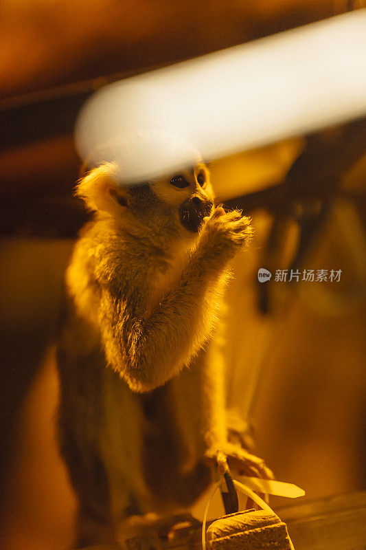 可爱的松鼠猴(Saimiri sciureus)